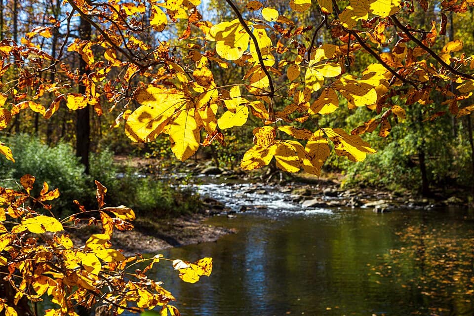 Autumn Foliage - Patapsco Valley State Park
