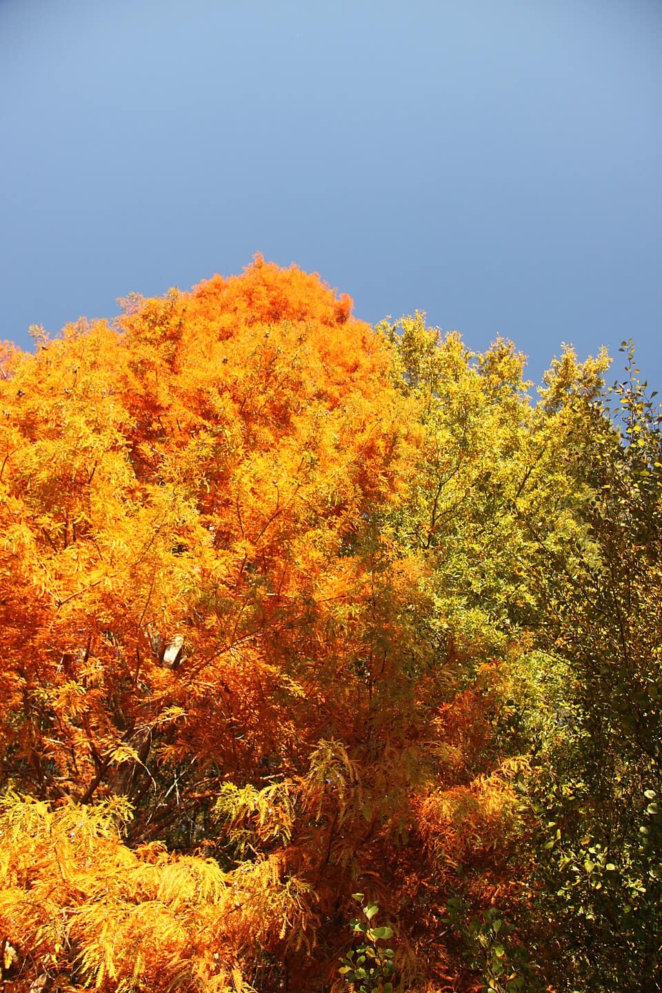 CNCFallLeavesNov03 2013