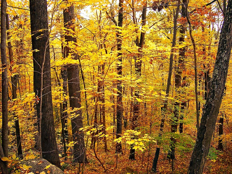 Flickr - Nicholas T - Gold Rush