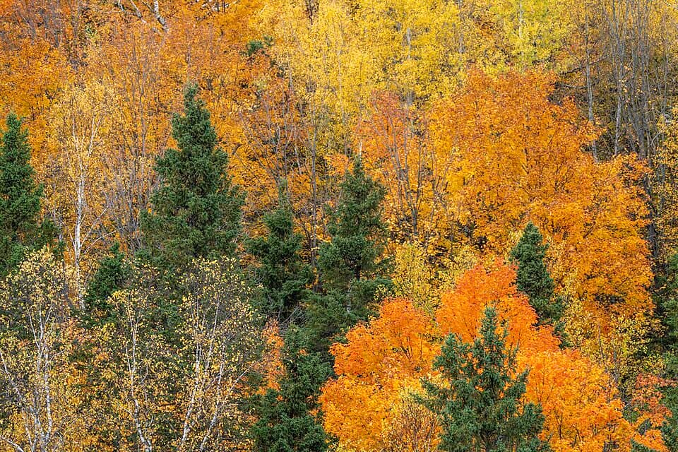 Fall foliage in Jay Cooke State Park, Minnesota