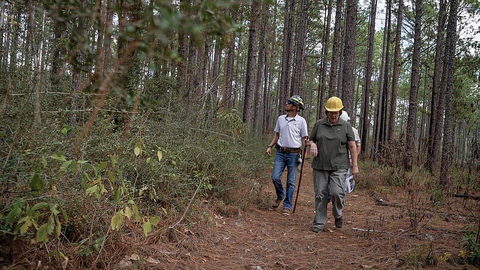 Longleaf Pine on Palustris Experimental Forest in Kisatchie National Forest, Louisiana, October 2023 - 15