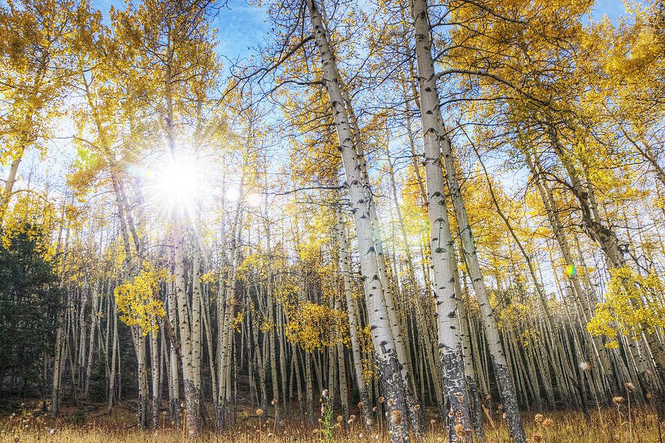 アスペンの木 Aspen Trees (8178058710)
