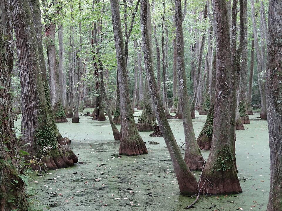 Mississipi Cypress Swamp 2