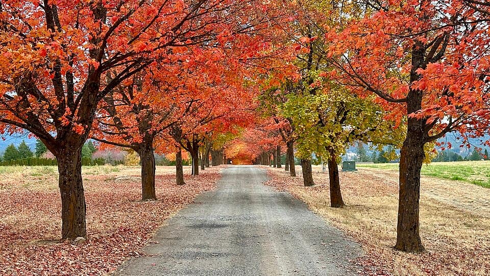 Green Bluff Autumn Festival