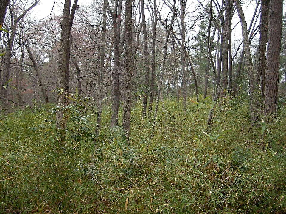 Tyler State Park (Texas)-0156