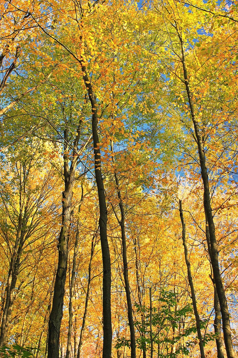 Acer saccharum