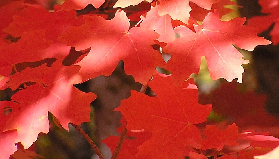BigtoothMaple0309210085