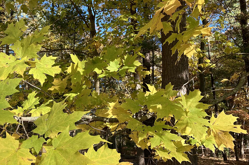 Foliage AppletonFarms Massachusetts USA 2024-10