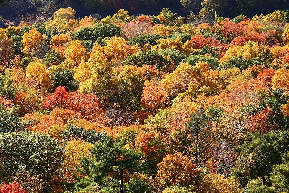 Autumn leaves, Talcott Mountain State Park