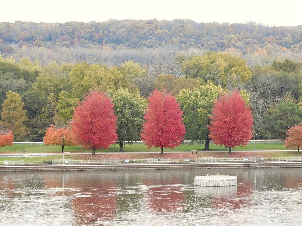 Three Amigos (Trees) at the Starved Rock Lock and Dam Historic District