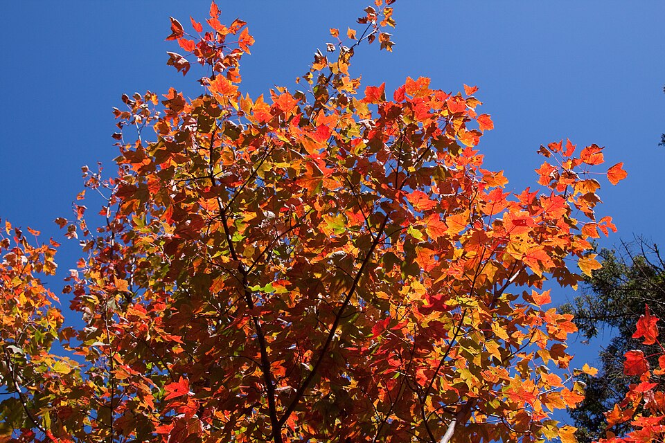 Autumn Colours 1 (6190192067)