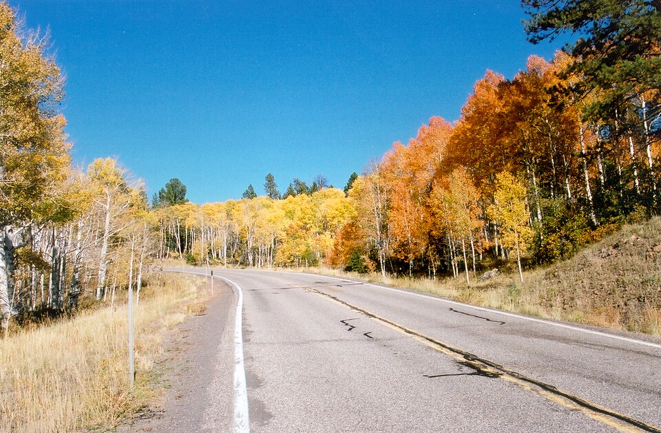 Scenic Byway 12 - Gold and Orange Aspen
