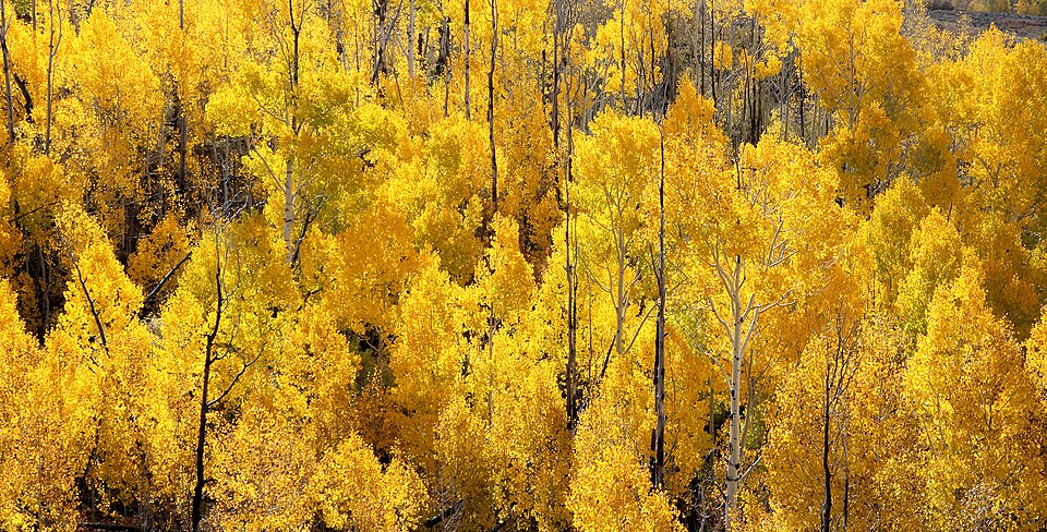 BOULDER MT, GARFIELD COUNTY, UT - 2016-09-30 fall color (9) (30379036706)