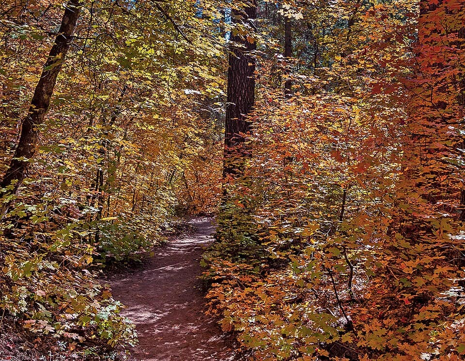 Fall Colors Along The West Fork Trail In Sedona AZ