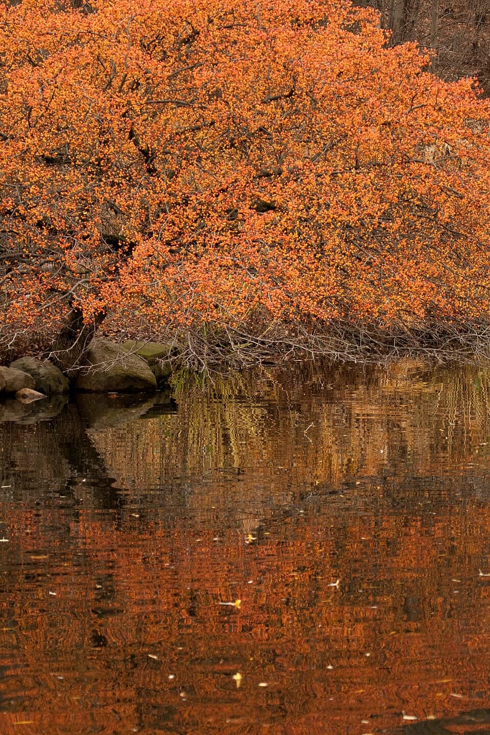 Fall Colors