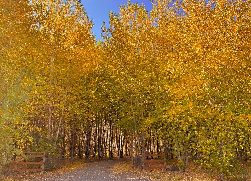 Fall color on the trees, Willamette Valley, Oregon