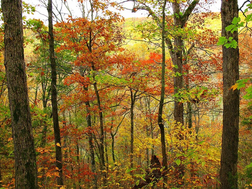 October Ozark Woodlands