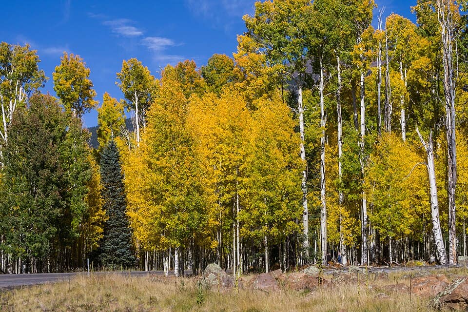 Snowbowl Road Aspen Corner