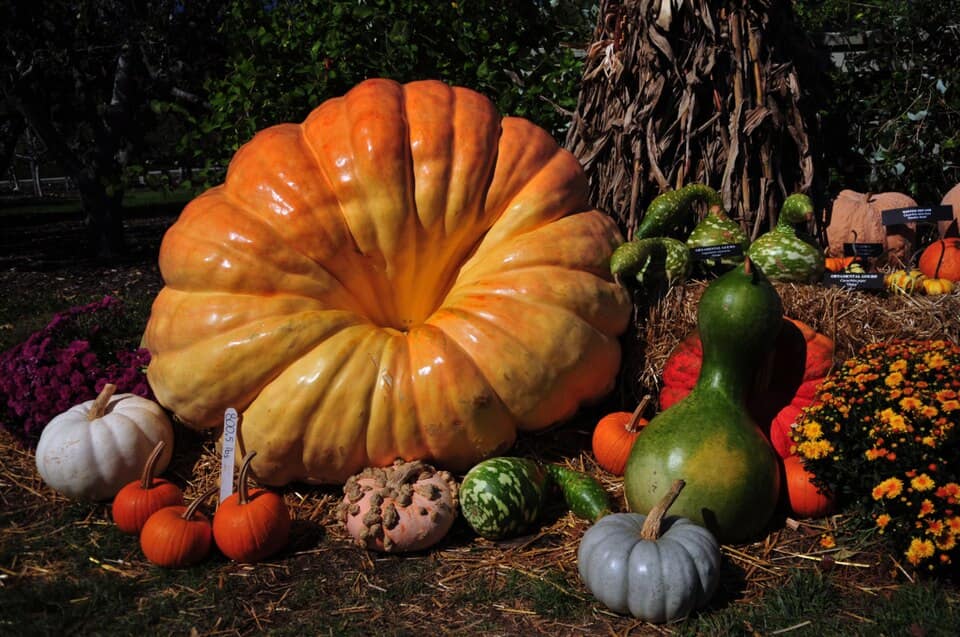 Longwood pumpkins and gourds