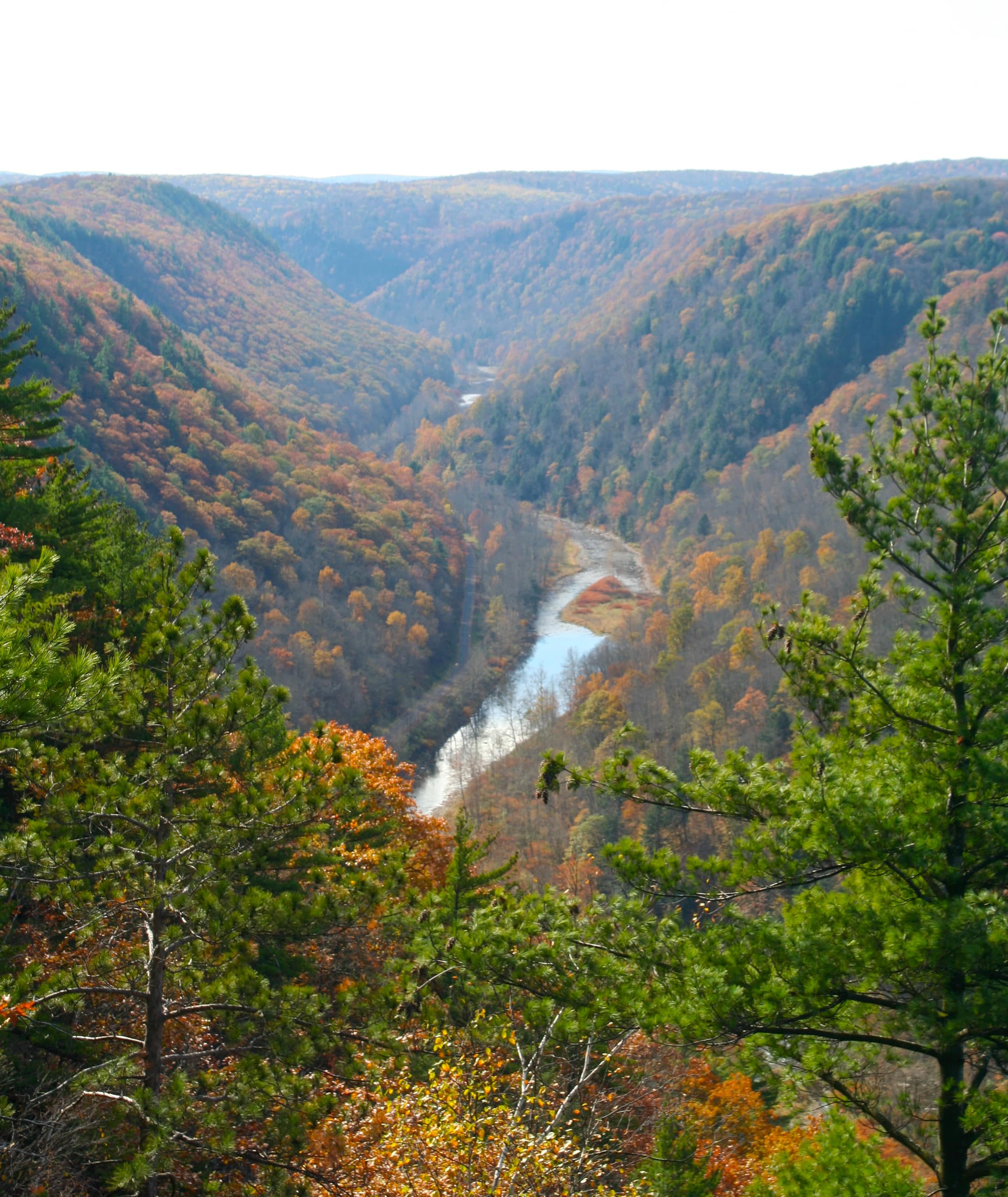 Autumn color across Pine Creek Gorge in Pennsylvania